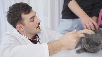 veterinario hombre examinando el gato, mirando a sus boca y orejas. el británico gato trajo a el clínica es siendo examinado por el veterinario. video