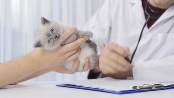 veterinario examina gatito y escucha con estetoscopio. el veterinario examina el gatito y toma notas video