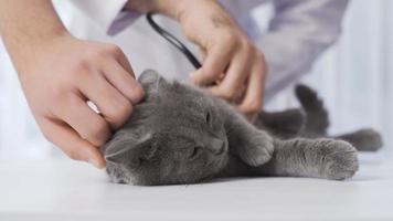 el enfermo gato es siendo examinado en el veterinario clínica. el gato examinado en el animal hospital es enfermo. video