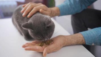 Gray cat eats cat food. The gray cat eating cat food from the owner's hand.