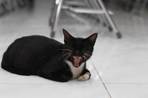 photo of a black cat expression with a bit of white on some parts of its body.