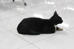 foto de un negro gato expresión con un poco de blanco en algunos partes de sus cuerpo.