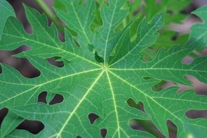 close up detail of papaya tree leaf photo