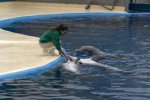 MADRID, SPAIN - APRIL 1 2019 - The dolphin show at aquarium zoo photo