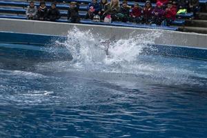 MADRID, SPAIN - APRIL 1 2019 - The dolphin show at aquarium zoo photo