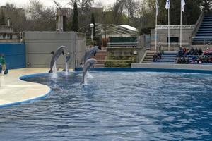 Madrid, España - abril 1 2019 - el delfín espectáculo a acuario zoo foto