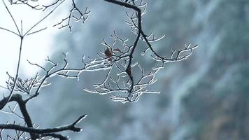 el hermosa congelado montañas ver cubierto por el blanco nieve y hielo en invierno foto