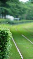 The tram view with the green trees and iron trail in the city photo