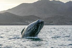 rare breaching of a grey whale in baja california sur Mexico photo