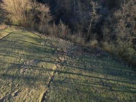 Aerial view of herd of fallow deer from above photo