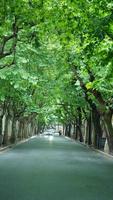 The road view with the green trees along the both sides in Shanghai in summer photo