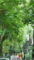 The beautiful park view with the greeen trees and road in it in summer photo