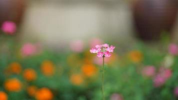 el hermosa flores floreciente en el jardín en verano foto