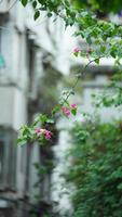 The old buildings located in the old road of the Guangzhou city in China photo