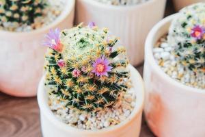 cute cactus on the table with beautiful flowers photo