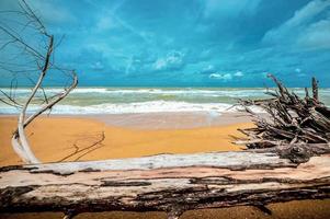 árbol muerto en la hermosa playa foto