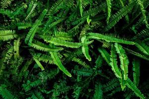 Abstract background. Patterns of fern leaves in nature. nature background concept photo