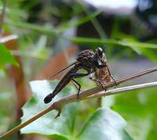 a robber fly is preying on small insects photo