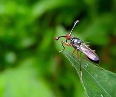 Stalk eyed fly photo