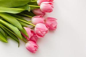bunch of pink tulips on white background photo
