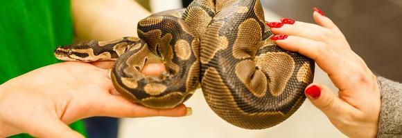 The hand of a woman holding a boa . Focus on snake head photo