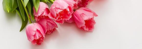 pink tulips lie on a white table photo
