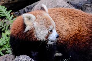 Cute red panda photo