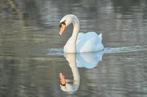 Swan in the lake photo