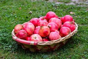 Basket of apples photo