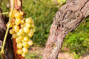 Grapes on the vine photo