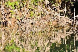 arboles a lo largo el río foto