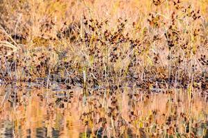Plants along the river photo