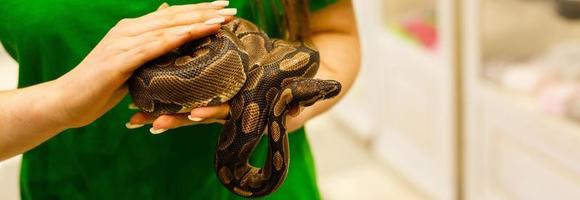 The hand of a woman holding a boa . Focus on snake head photo