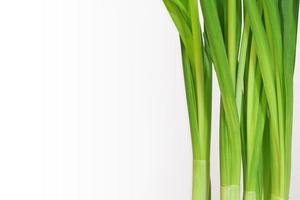 Green fresh daffodil stems and leaves on white background. Vertical plant leaves. Light green growing herb. Place for your text here. Blank for business card or banner. photo