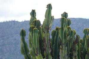 Fauna and Flora of the island of Gran Canaria in the Atlantic Ocean photo