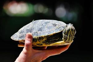 Turtle close up photo