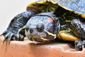 Turtle close up photo