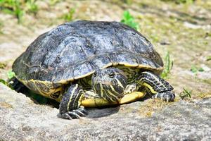 Turtle close up photo