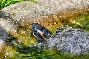 Turtle close up photo