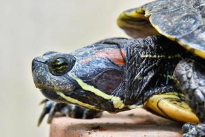 Turtle at the pond photo