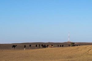 Scenic desert landscape photo