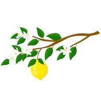 Branch of lemon with fruit and  flowers. For posters, logos, labels, banners, stickers, product packaging design, etc. Vector illustration