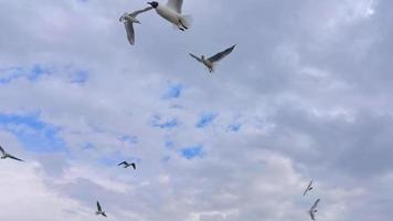 mouette planant dans le ciel video