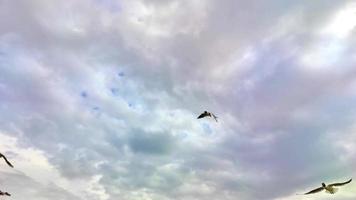gaviota volando en el cielo video