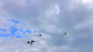 mouette planant dans le ciel video