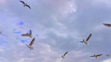 mouette planant dans le ciel video