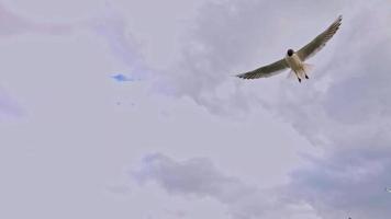 gaivota voando no céu video