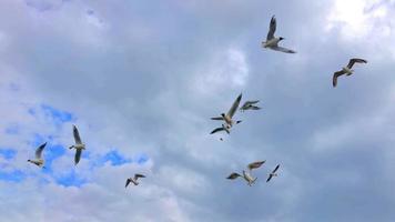 mouette planant dans le ciel video