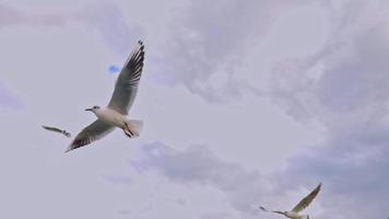 mouette planant dans le ciel video