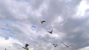 Möwe, die in den Himmel aufsteigt video